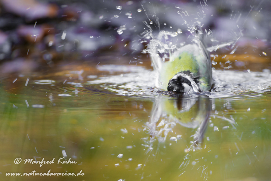 Kohlmeise ()_0065