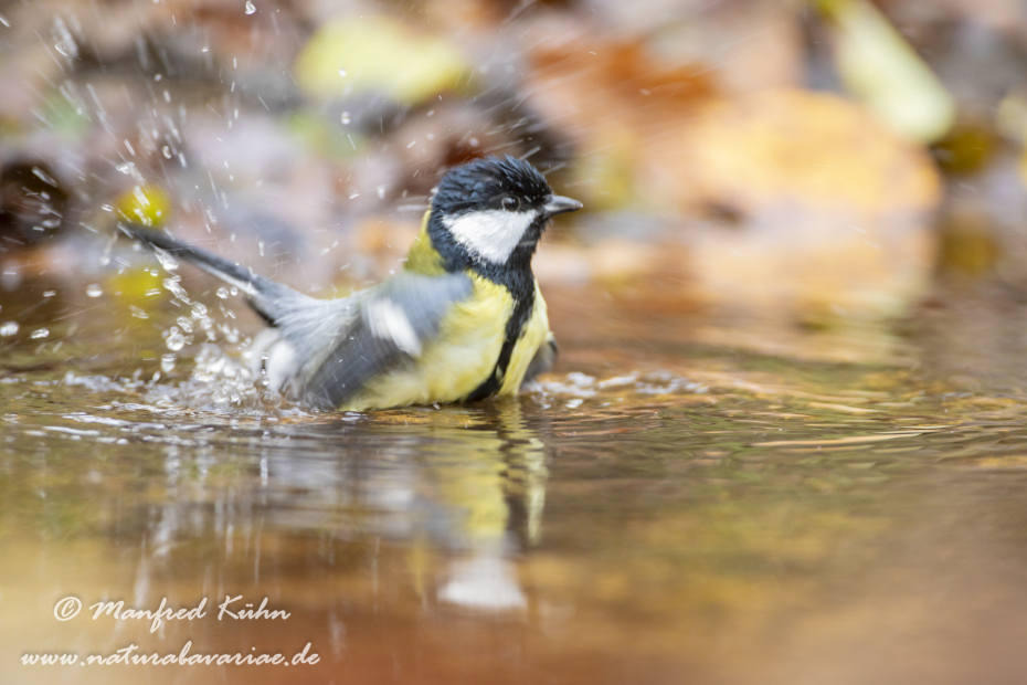 Kohlmeise ()_0093