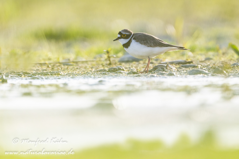 Flussregenpfeiffer ()_0151