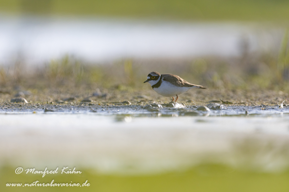 Flussregenpfeiffer ()_0162