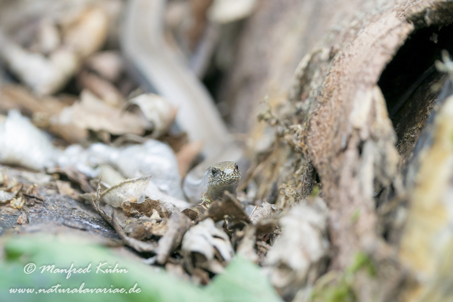 Blindschleiche ()_0032