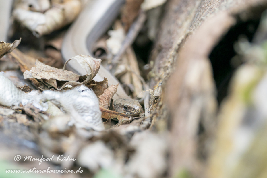 Blindschleiche ()_0034