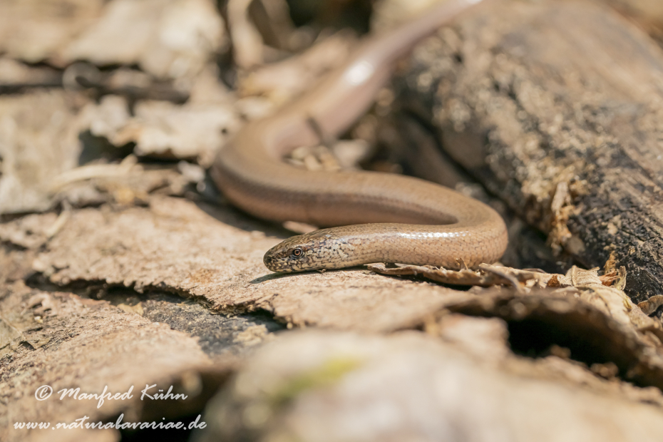 Blindschleiche ()_0038