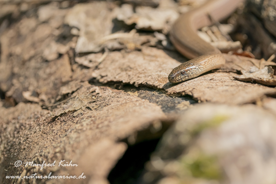 Blindschleiche ()_0040