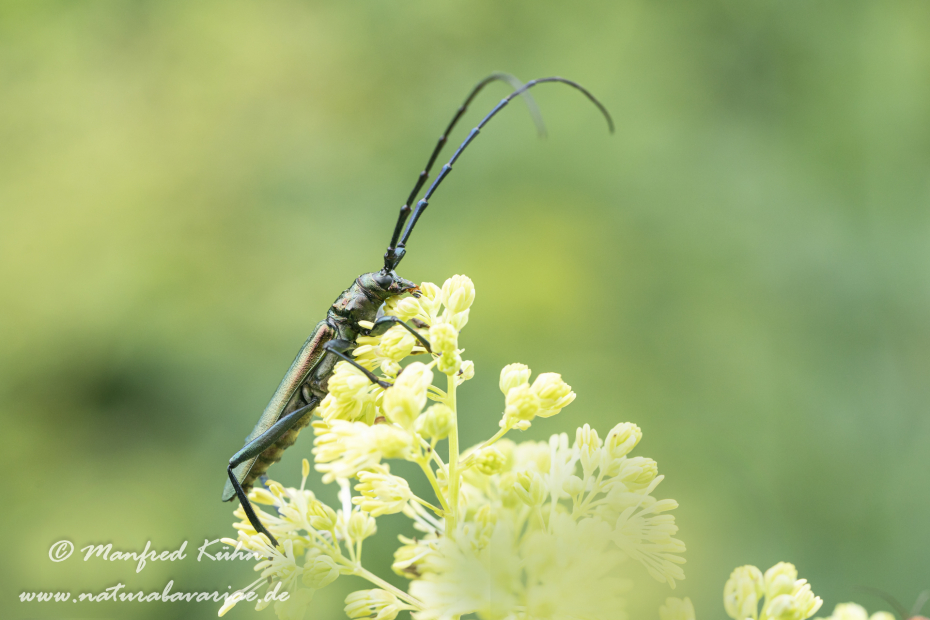 Moschusbock ()_0013