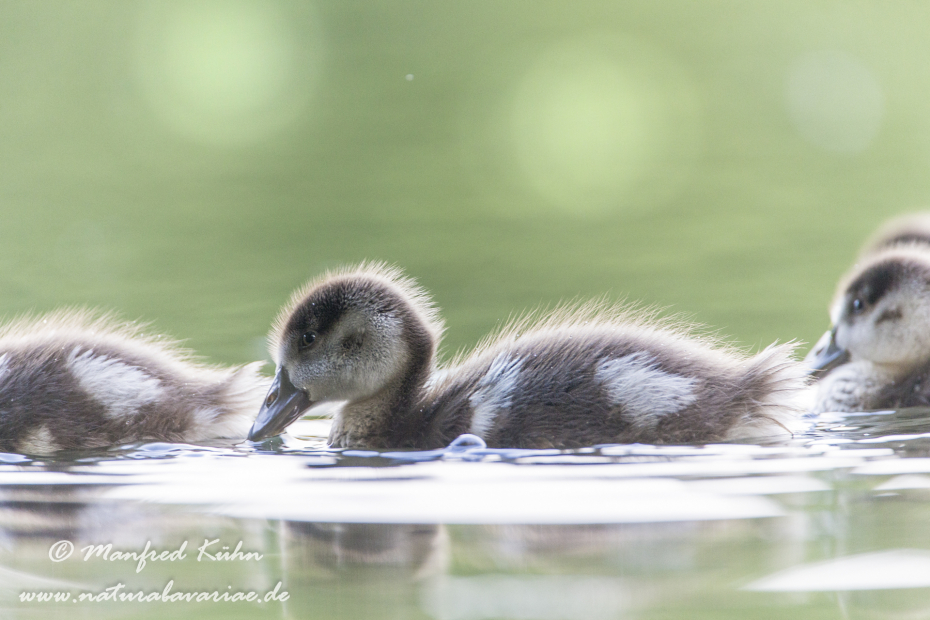 Nilgans ()_0007