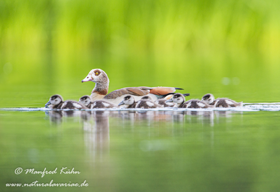 Nilgans ()_0009
