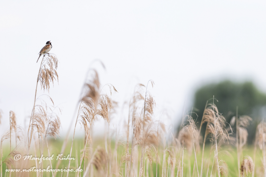 Rohrammer ()_0003