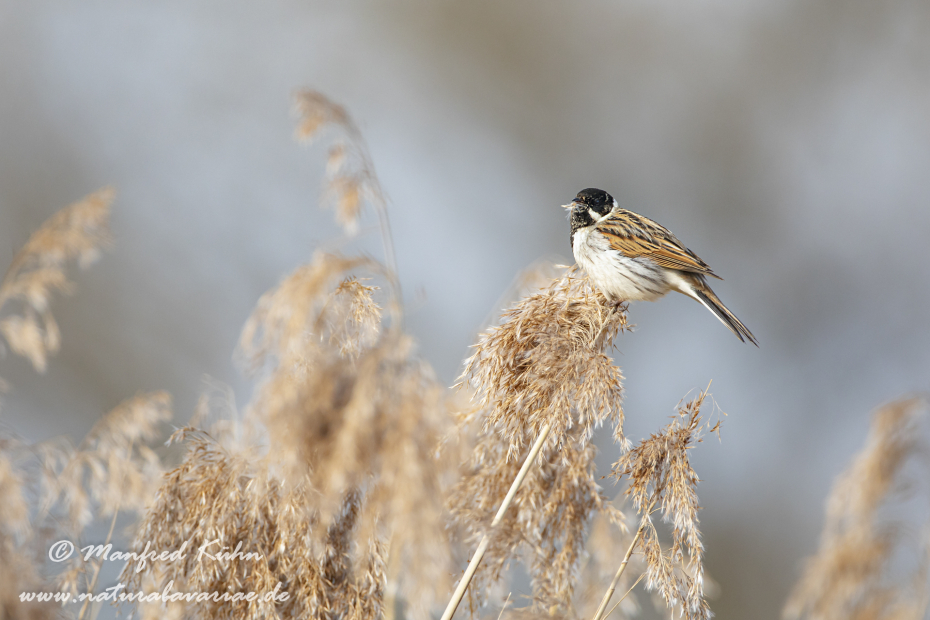 Rohrammer ()_0055