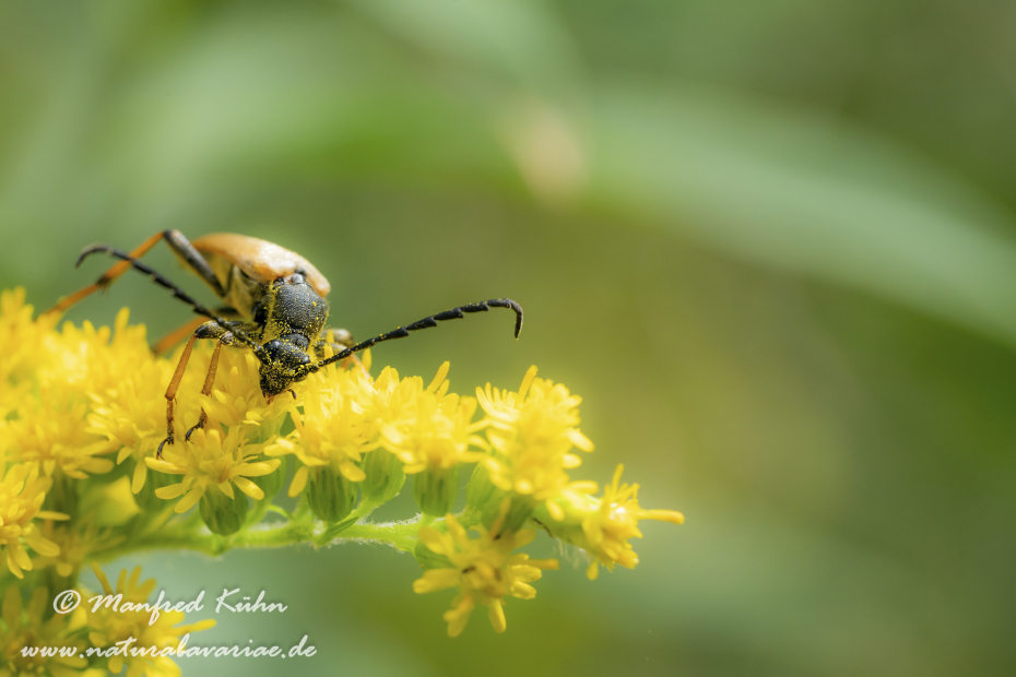 Schmalbock (Tabakfarbiger)_0001
