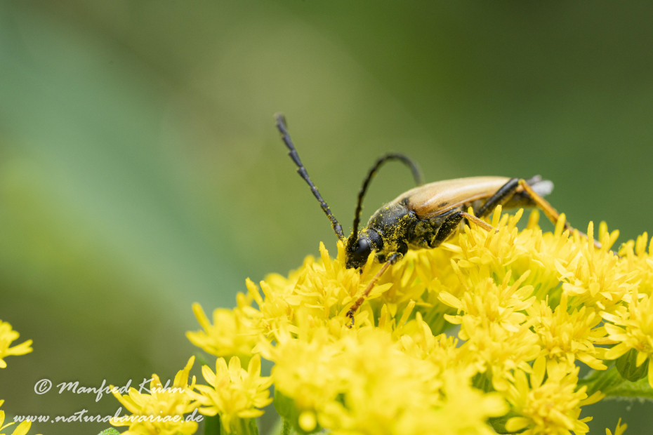 Schmalbock (Tabakfarbiger)_0007