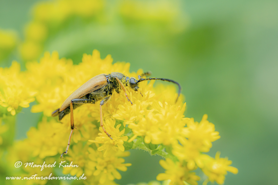 Schmalbock (Tabakfarbiger)_0009