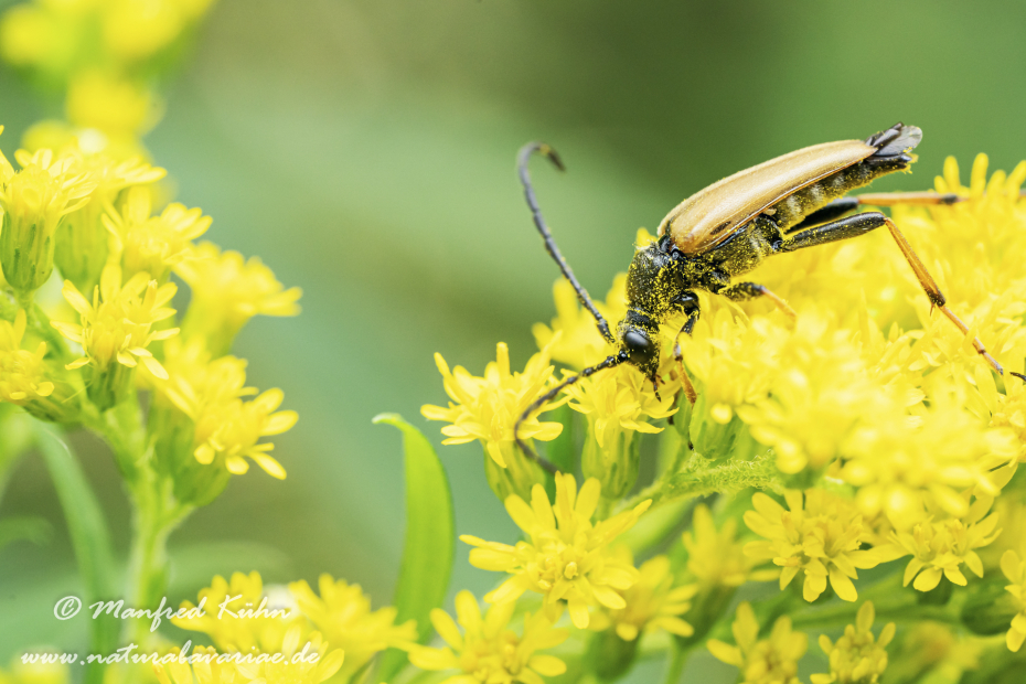 Schmalbock (Tabakfarbiger)_0013
