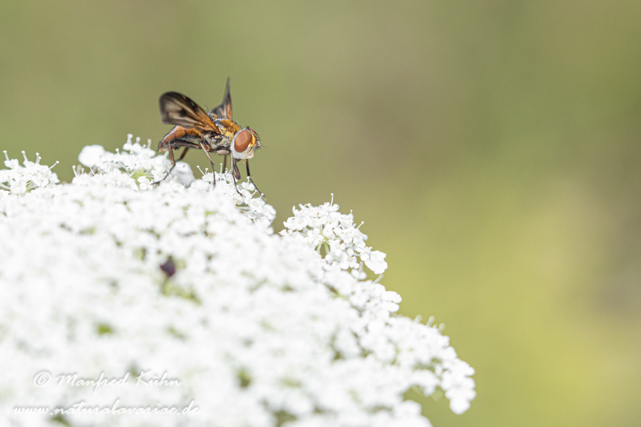Raupenfliege (Breitflügelige)_0003