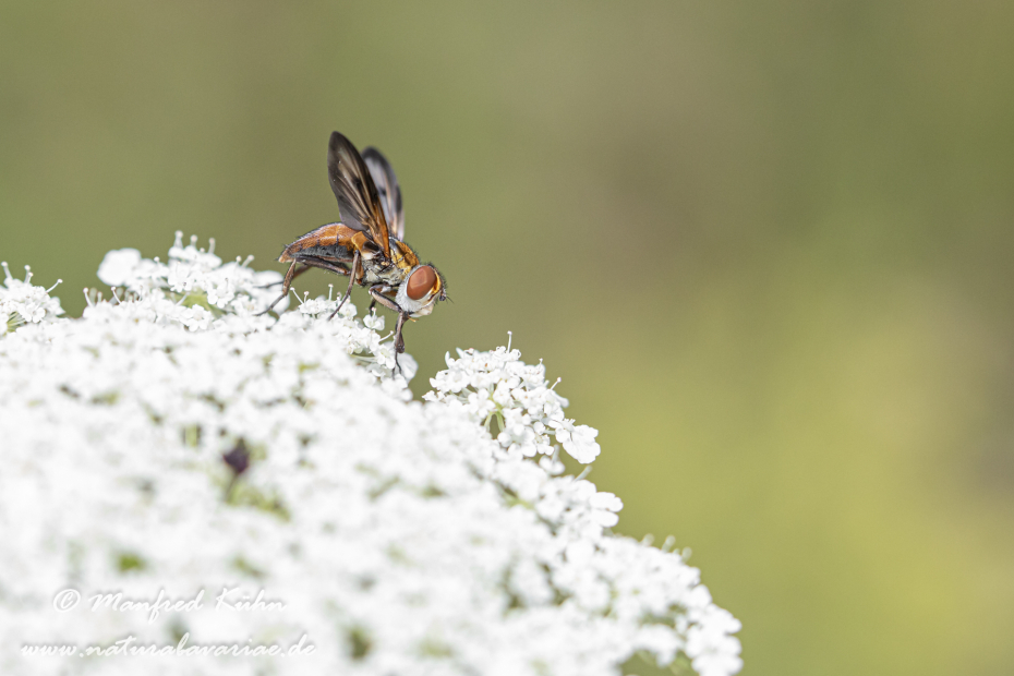 Raupenfliege (Breitflügelige)_0006