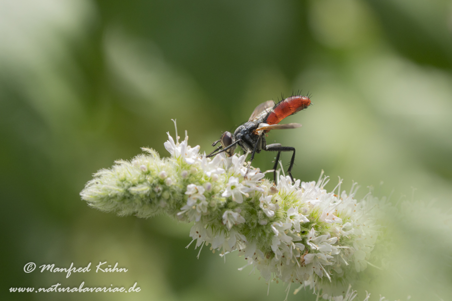 Raupenfliege (Zweifarbige)_0001