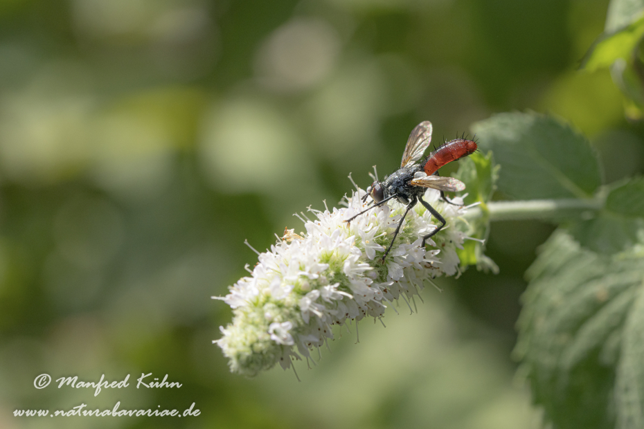 Raupenfliege (Zweifarbige)_0006