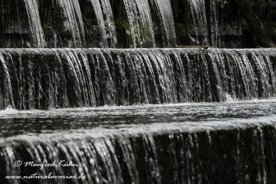 Amper (BAY_LKR_Freising)_0097