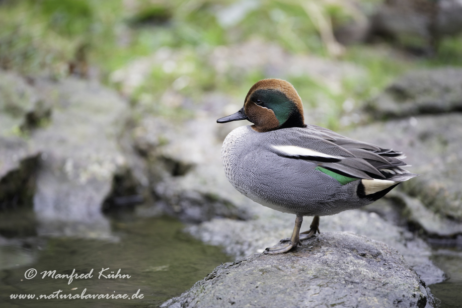 Krickente ()_0052