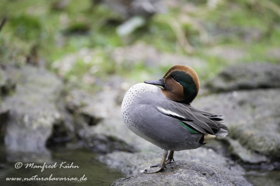 Krickente ()_0054