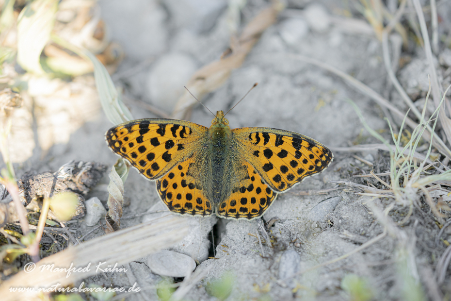Perlmutterfalter (Kleiner)_0001