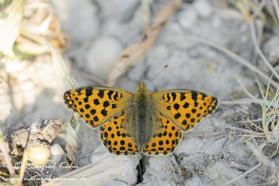 Perlmutterfalter (Kleiner)_0007