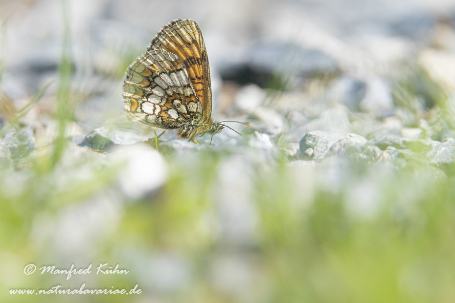 Scheckenfalter (Baldrian-)_0004