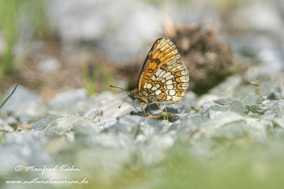 Scheckenfalter (Baldrian-)_0008