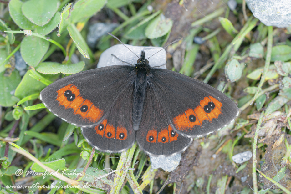 Mohrenfalter (Weißbindiger)_0008