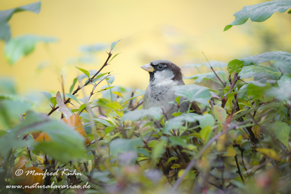Haussperling ()_0073