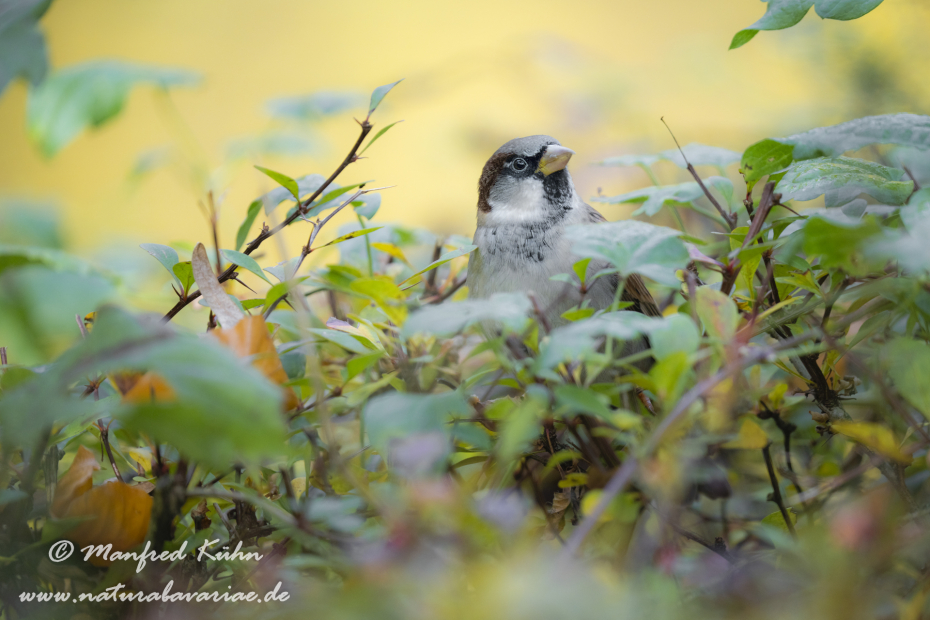 Haussperling ()_0079