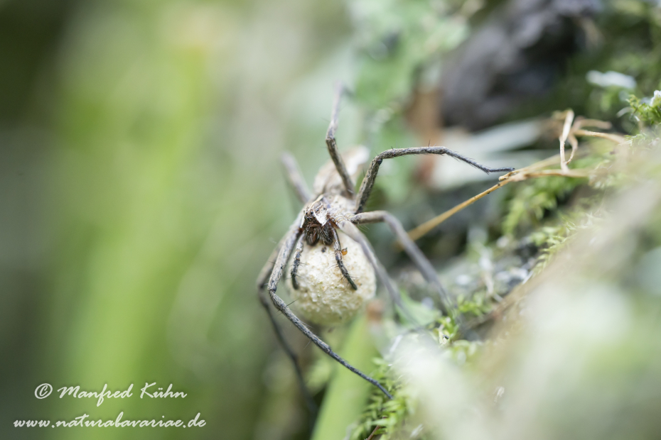 Listspinne ()_0001