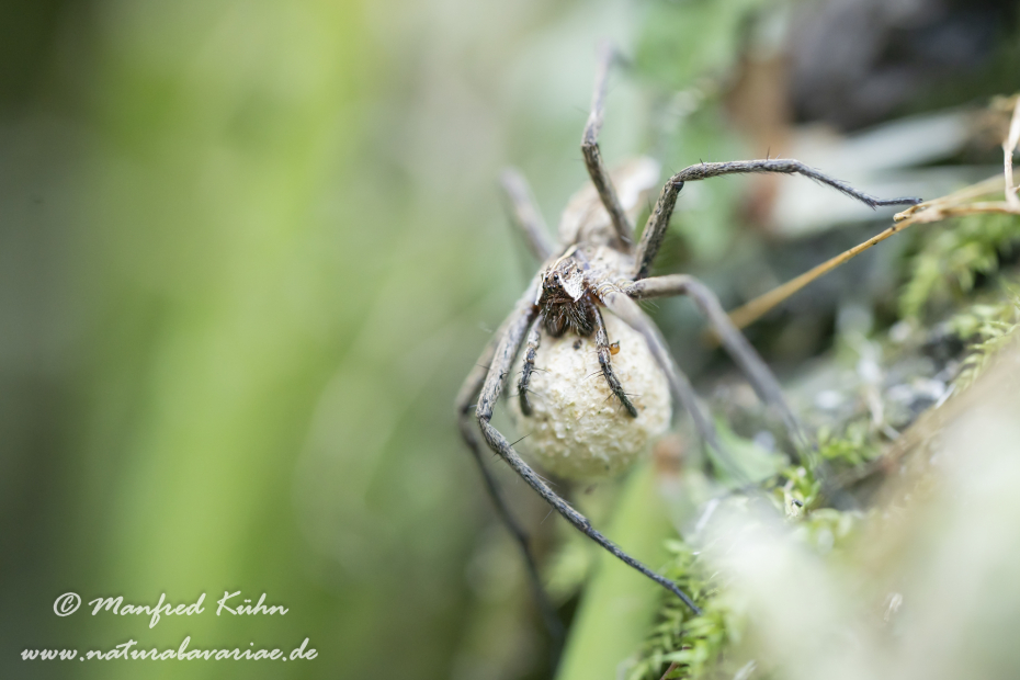 Listspinne ()_0003