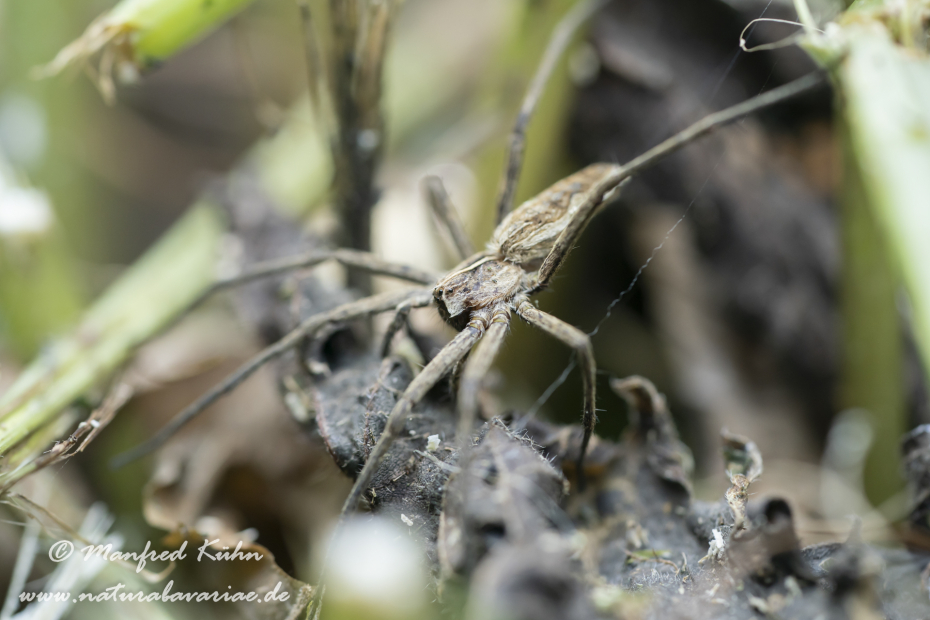 Listspinne ()_0004
