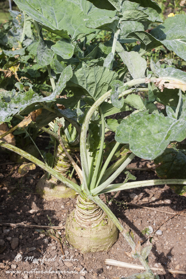 Rübe (Weiße)_0002