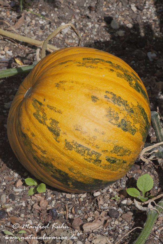 Kürbis (Garten-)_0005