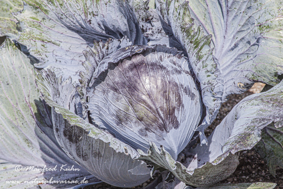 Blaukraut (Rotkohl)_0001