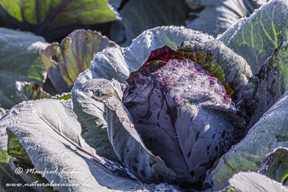 Blaukraut (Rotkohl)_0003