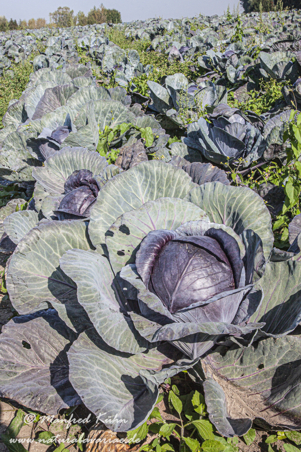 Blaukraut (Rotkohl)_0005