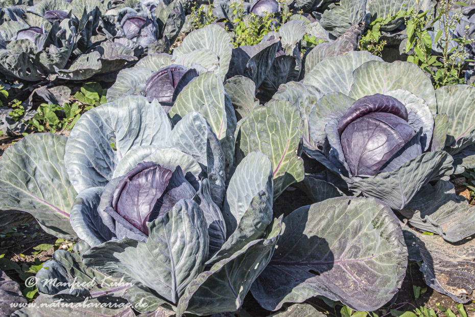 Blaukraut (Rotkohl)_0006