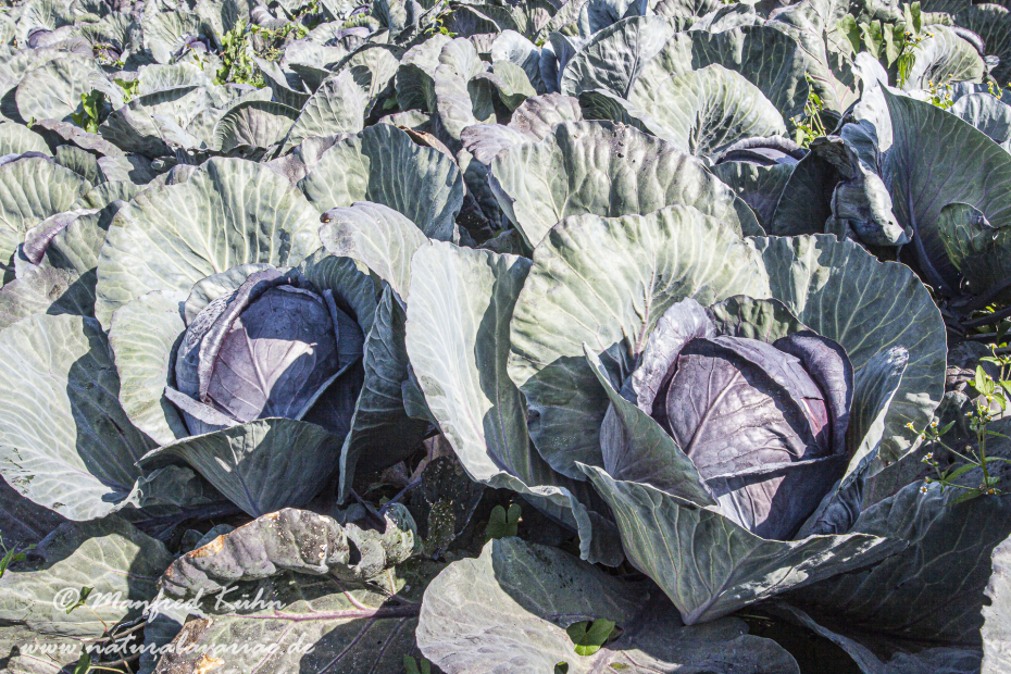Blaukraut (Rotkohl)_0008