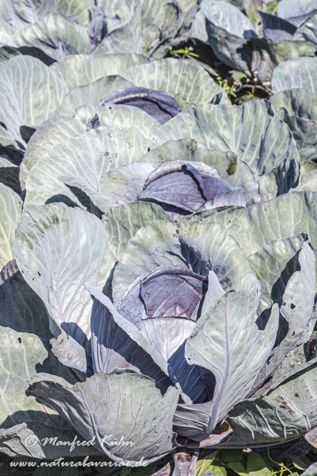 Blaukraut (Rotkohl)_0010