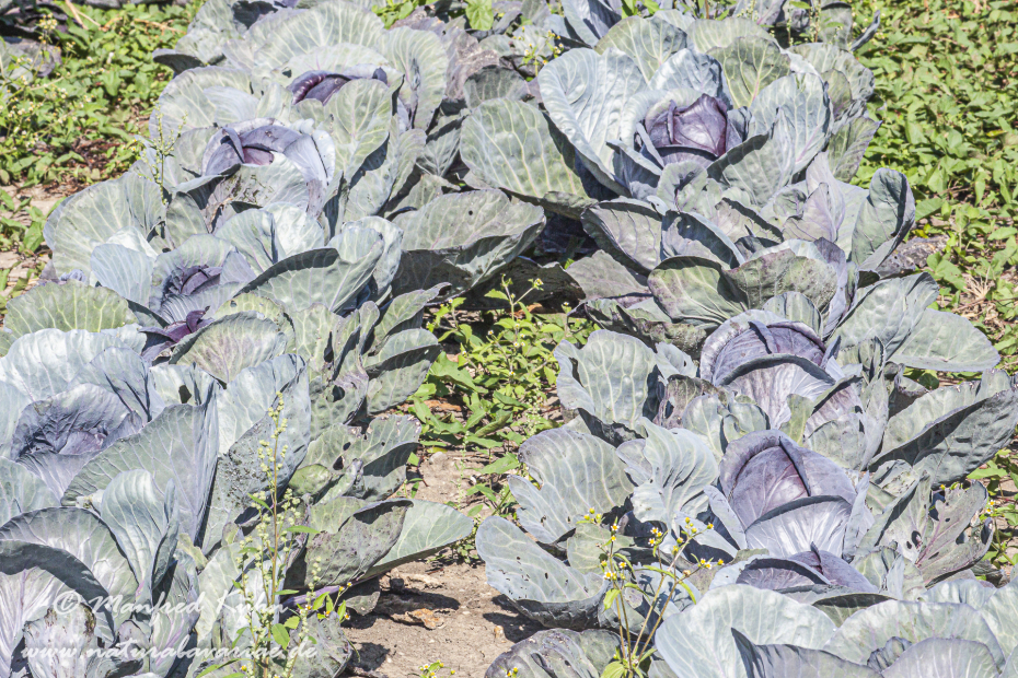 Blaukraut (Rotkohl)_0011