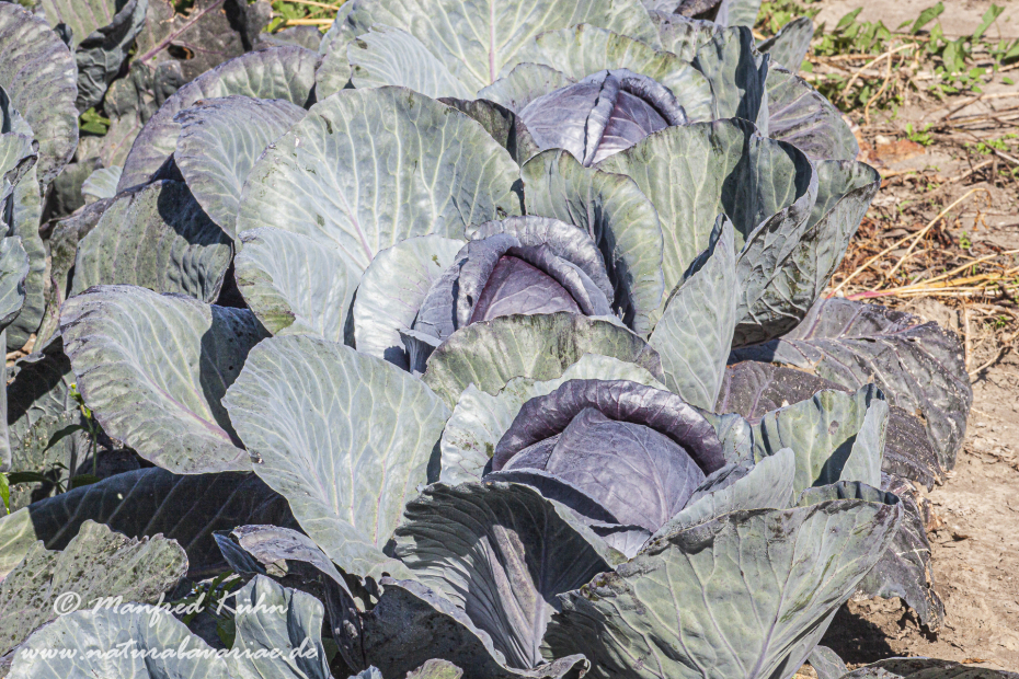 Blaukraut (Rotkohl)_0012