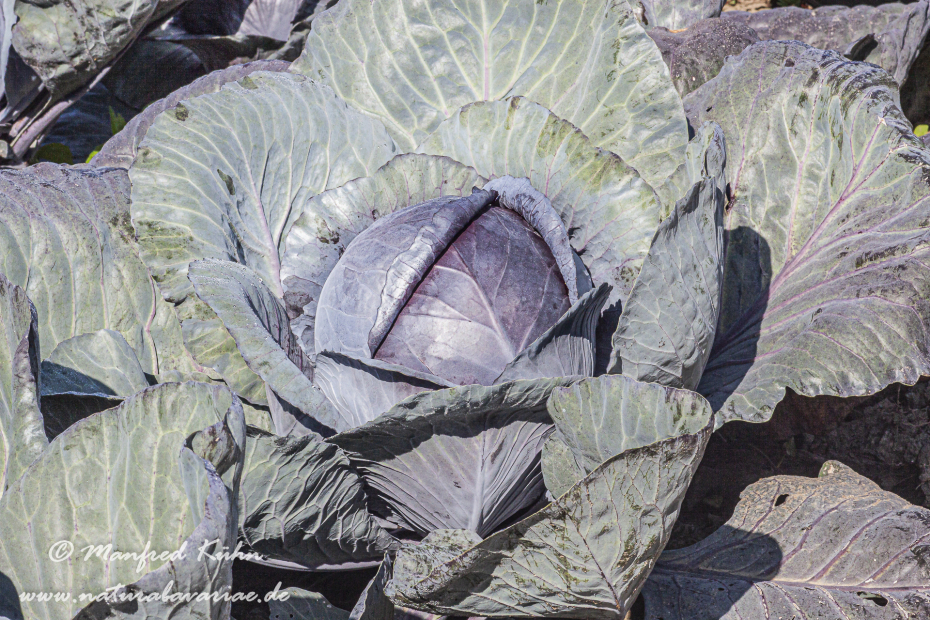 Blaukraut (Rotkohl)_0013