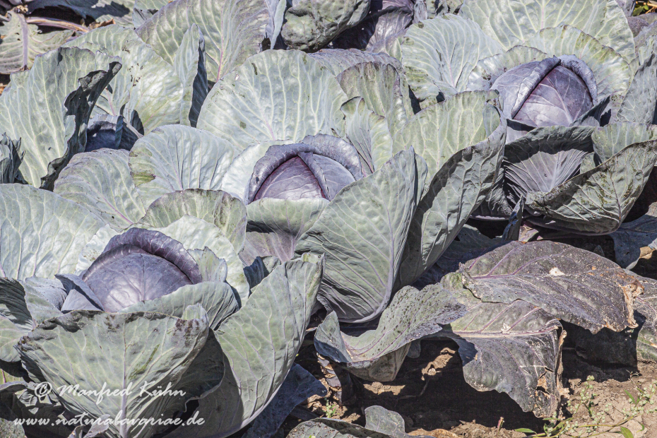 Blaukraut (Rotkohl)_0014