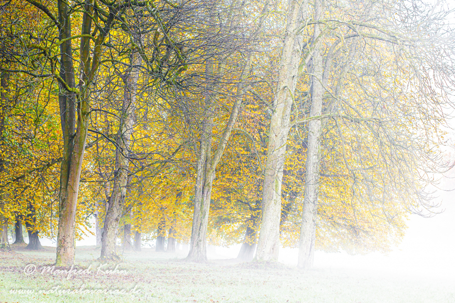 Herbst (Morgennebel)_0002