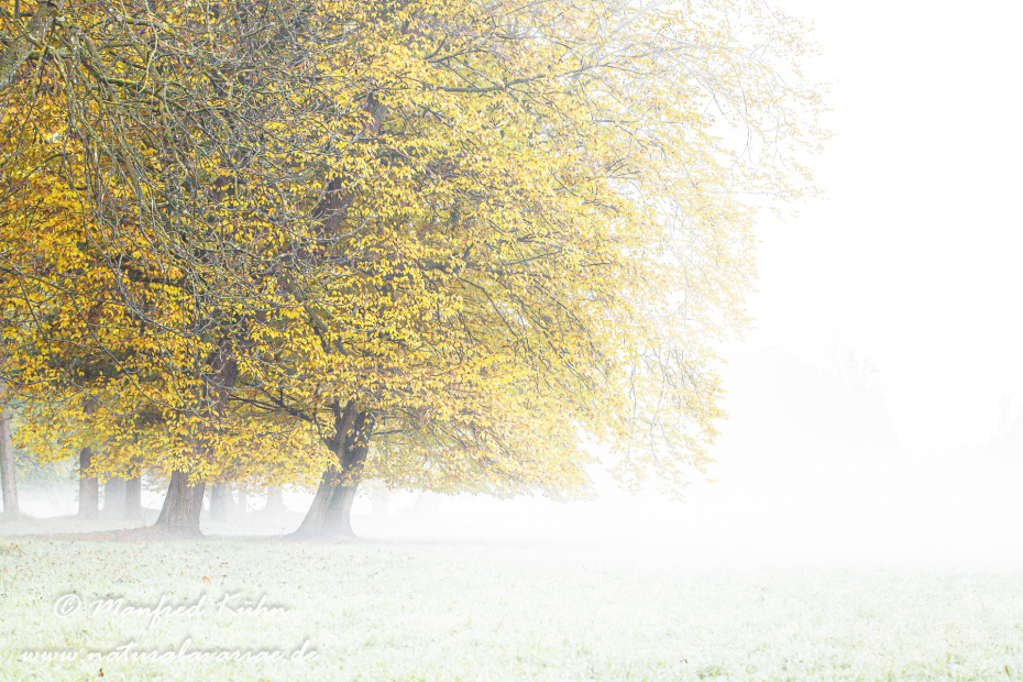 Herbst (Morgennebel)_0003