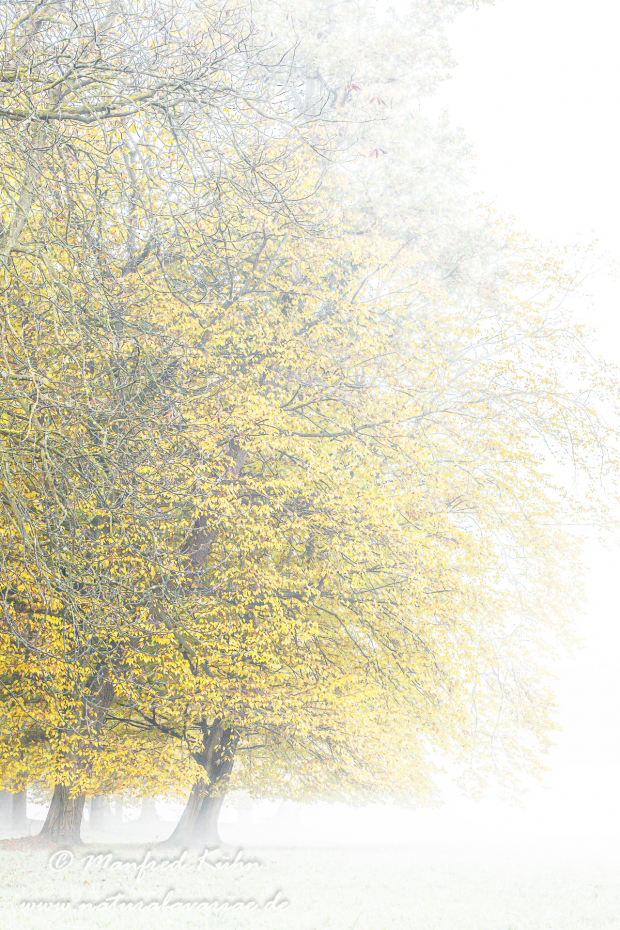 Herbst (Morgennebel)_0004