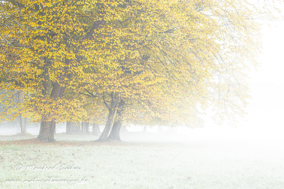 Herbst (Morgennebel)_0005
